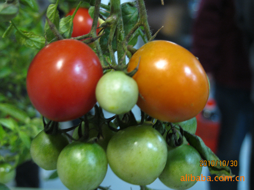 快乐农场家庭阳台种菜空中长番茄