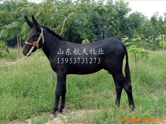 ̣ɹ̡̣