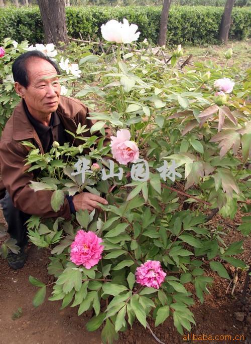 武林之王华山加点 武林之王华山加点写真 壁纸 云网娱乐平台