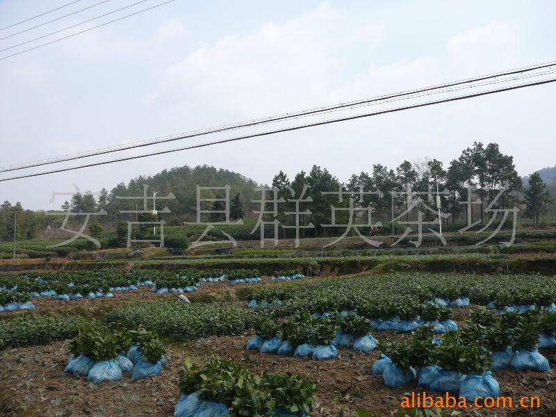 【白茶苗--安吉县群英茶场大量供应优质高成活